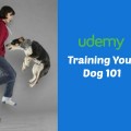 Training Your Dog 101 Reviews